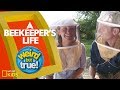 Honeybee Behavior and Characteristics