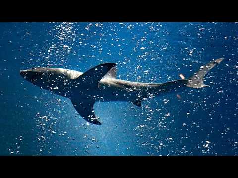 ‘Lost’ shark draws over a million curious visitors in South Korea