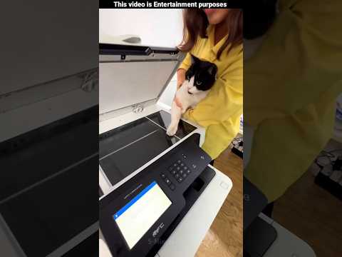 She Saved Her Cat’s Paw Forever 😻🥹~mini wood toy-woodworking art skill #shorts #usa