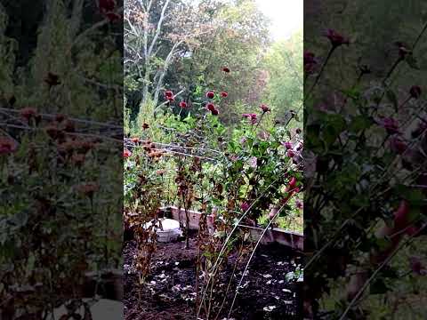 Will they take? (click link for full video) #garden #southerngardens