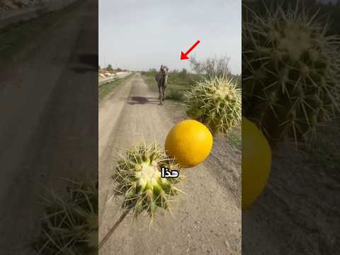 جمل يأكل الصبار؟؟