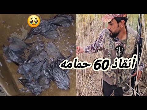 أنقاذ اكثر من 60 حمامه أثناء الاعصار  والامطار في بغداد