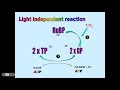 Calvin Cycle and Photosynthesis Concepts