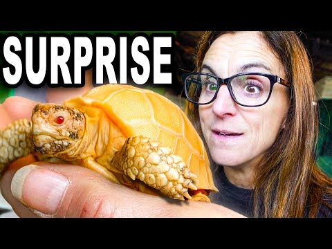 He Surprised Me With The 1st Animals For My Zoo!