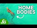 Endemic Species and Their Unique Adaptations