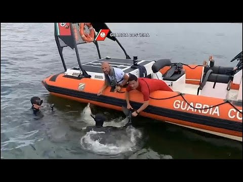 فيديو | خفر السواحل الإيطالي ينقذ دلفينا رضيعا من موت محتم…