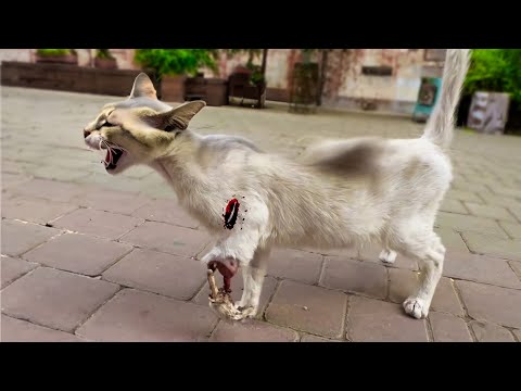 The Story of a Tripod Cat that bonded with a human who Saved it from death in the Street. #rescuecat