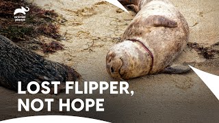 Fighting for Seals Who’ve Suffered Too Much | Dodo Heroes S2 E1 | Animal Planet