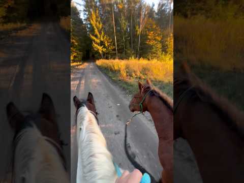 Miłego dnia 😍 #konie #horse #usmiech #smile