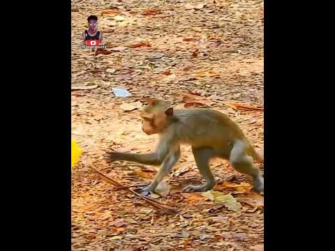 Monkey Scared Of Balloon