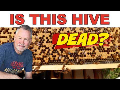 Beekeeping: Saving a Dying Hive Before It's Too Late