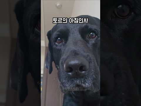 아침인사하는 강아지 리트리버 곰토르