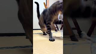 畳の上で思いっきり猫を暴れさせる #tatami #cat #japan #viral