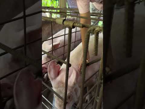 #pig #pigfeed #farming #pigfarming #animallife #animals