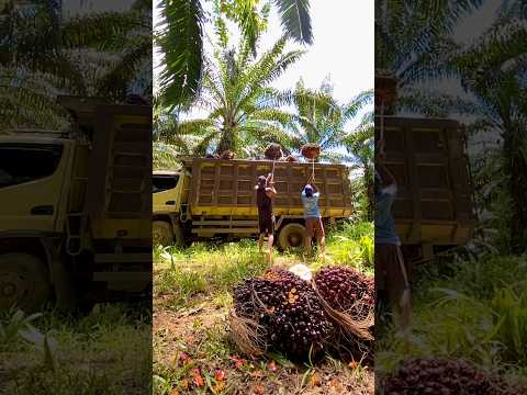 Perjuangan seorang ayah | bekerja muat sawit dari pagi sampai malam demi keluarga #shorts