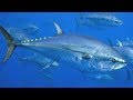 Atlantic Bluefin Tuna Knowledge Assessment