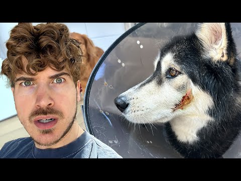 What happened to my dog moon...