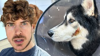 What happened to my dog moon...