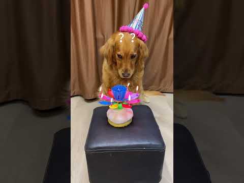I can’t smile on my dog’s birthday. Cute pet debut plan. The dog’s thoughts are
