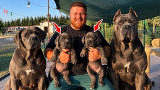 EFSANE CANE CORSO YAVRULARIMIZ OLDU! 😱 GELECEĞİN DEVLERİ 🐺
