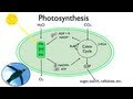 Photosynthesis and the Calvin Cycle