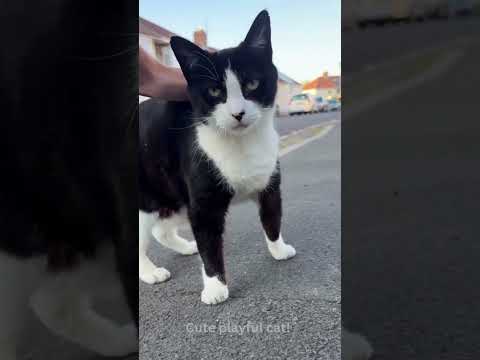 Cute playful cat! #catshorts #pets #catsofyoutube