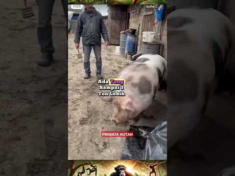 babi super jumbo dari peternak tradisional#piggy #shortvideo #shorts
