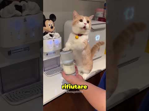 Questa Gattina ร Troppo Tenera ๐ฑโค๏ธ