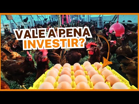 VALE A PENA INVESTIR NA AVICULTURA CAIPIRA? 🐔🥚