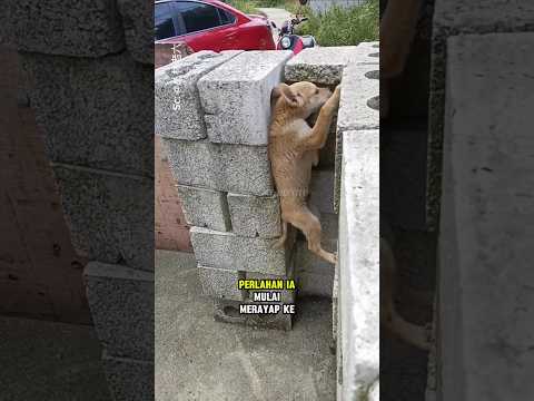 Anak anjing ini sangat pintar memanfaatkan celah untuk kabur