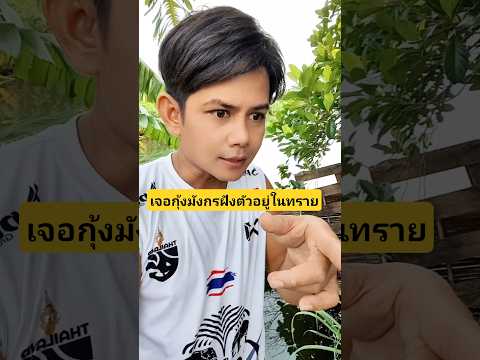 เจอกุ้งมังกรฝังตัวอยู่ในทรายตัวเบ้อเร่อเลย #บังเอิญเจอ #funny #comedy #การแสดงเท่านั้น