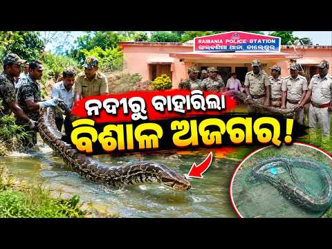 ଜାଲରେ ଫସିଲା ୩ ମିଟର ଅଜଗର! || Latest Odisha News || #nirnaytv || #OdishaNews