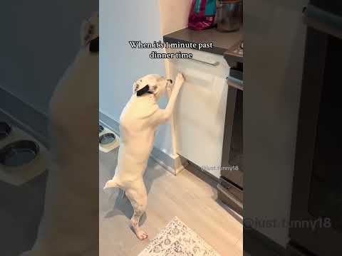 #dog#funny