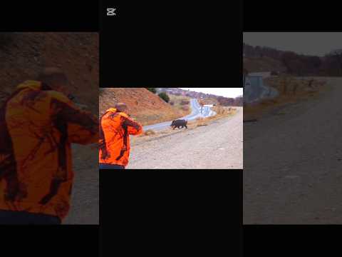 охота на свиней Один короткий YouTube лучший охотничий гесс охота на свиней Hunter world piggy охота