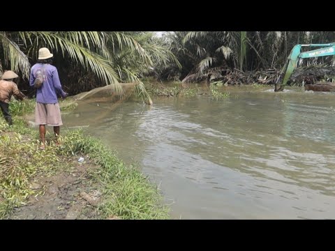 Geger geden!!!jadi tontonan warga//semua ikan keluar dari sarang gegara pohon nipah dikeduk