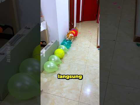 Semua Balon Hancur, Kecuali Satu... 😳