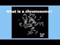 Understanding Chromosomes
