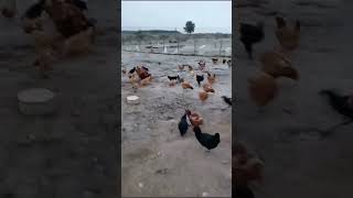 HELADAS EN EL CAMPO #gallinas #campo #chicken #adventure #heladas #maule