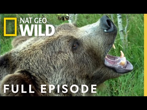 Night of the Grizzly (Full Episode) | America the Wild