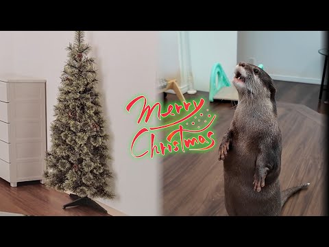 Decorating a Christmas Tree with Our Otters Bingo & Belle! 【Adorable Daily Life】