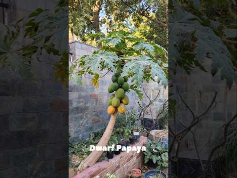 Dwarf Papaya Variety #urbangardening #Papaya #fruit #dwarf #garden