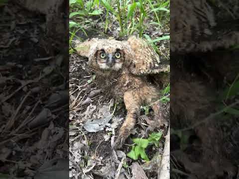 The saddest owl story you'll ever hear ? #wildlife #wildlifeanimals #owl