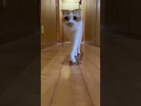 名前呼んだらお返事して走ってくる猫がかわいすぎました。#shorts #猫