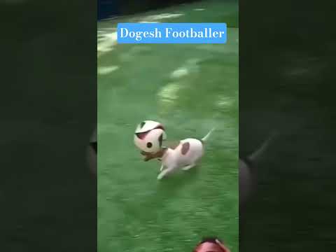 🐶⚽ This Dog Just Did a Head Spin with a Football! 🤯🔥 #shorts