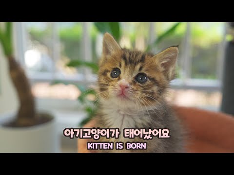 아기고양이가 태어났어요! | 고양이산책