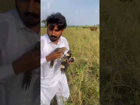 Hunting with Shikra | shikra training | shorts | hunting