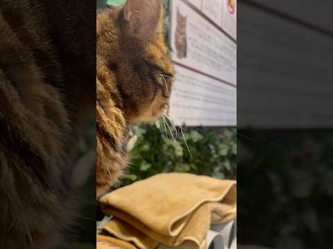 猫の眺めている世界【#京都ひょう猫の森 】