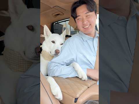 진돗개 두고 여행을 갔더니… (삐진 강아지 여친)