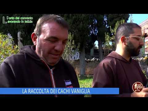 LA RACCOLTA DEI CACHI VANIGLIA (L'orto del Convento 14 Dicembre 2024)