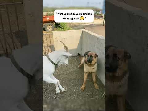Don't enter in my home | goat๐๐ก #shortsfeed